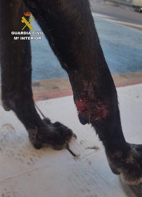 La Guardia Civil investiga al propietario de una perra por abandonarla con graves heridas en Librilla