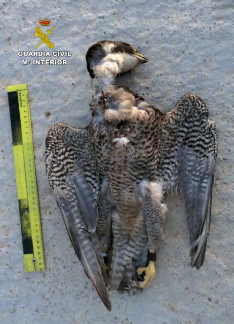 La Guardia Civil investiga a una persona por la muerte de un halcón peregrino en Librilla