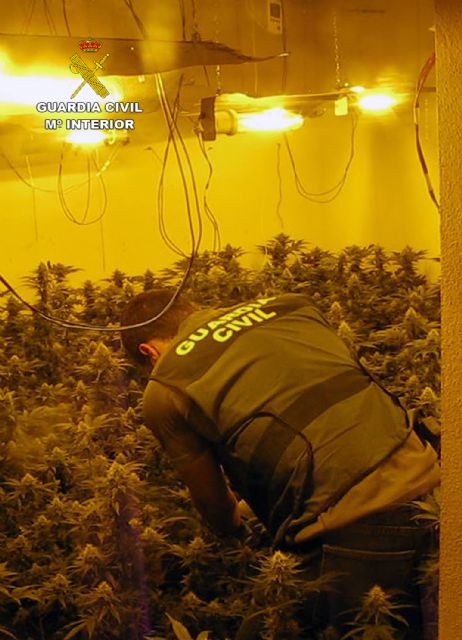 La Guardia Civil desmantela en Librilla un grupo criminal dedicado al cultivo ilícito de marihuana