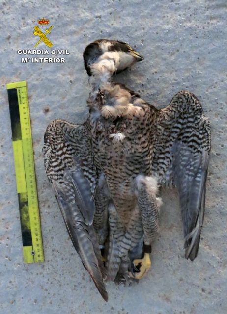 La Guardia Civil investiga a una persona por la muerte de un halcón peregrino en Librilla