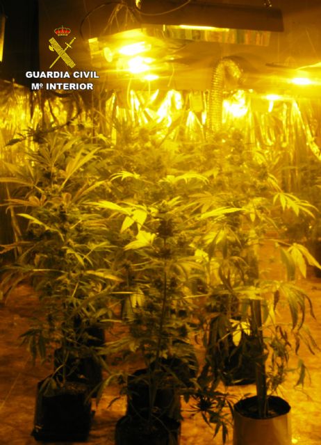La Guardia Civil desmantela un invernadero clandestino para cultivar marihuana en Librilla