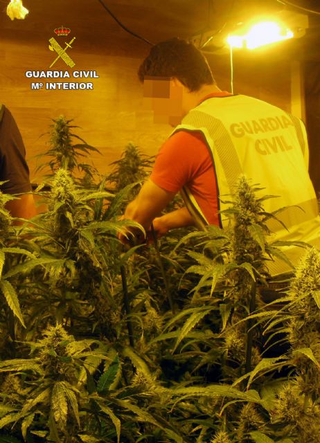 La Guardia Civil desmantela una plantación indoor de marihuana en Librilla