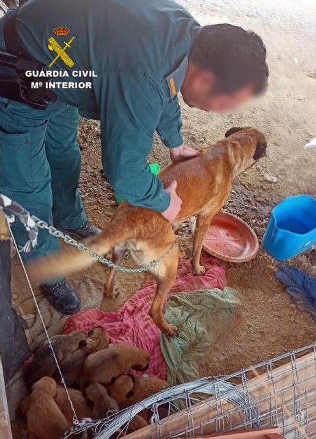 La Guardia Civil libera a una perra y a sus nueve cachorros de un entorno con malas condiciones higiénico-sanitarias